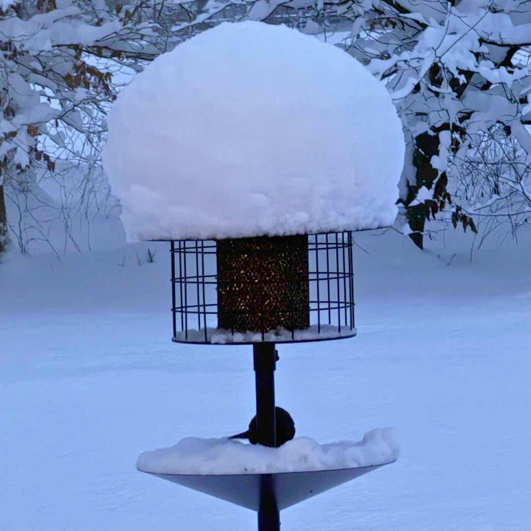 Rottesikret fuglehus (Forudbestilling marts)