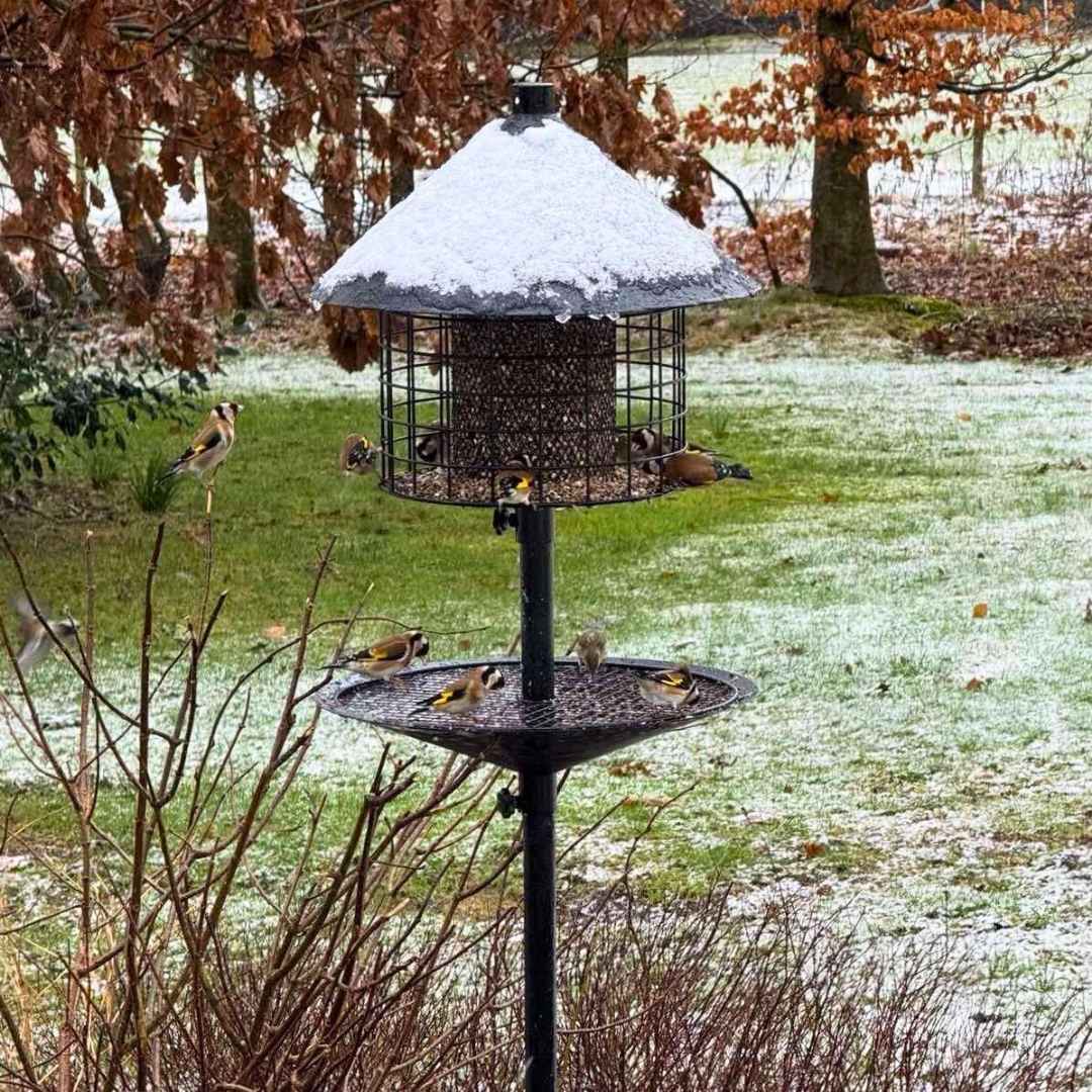 Rottesikret fuglehus (Forudbestilling nov)