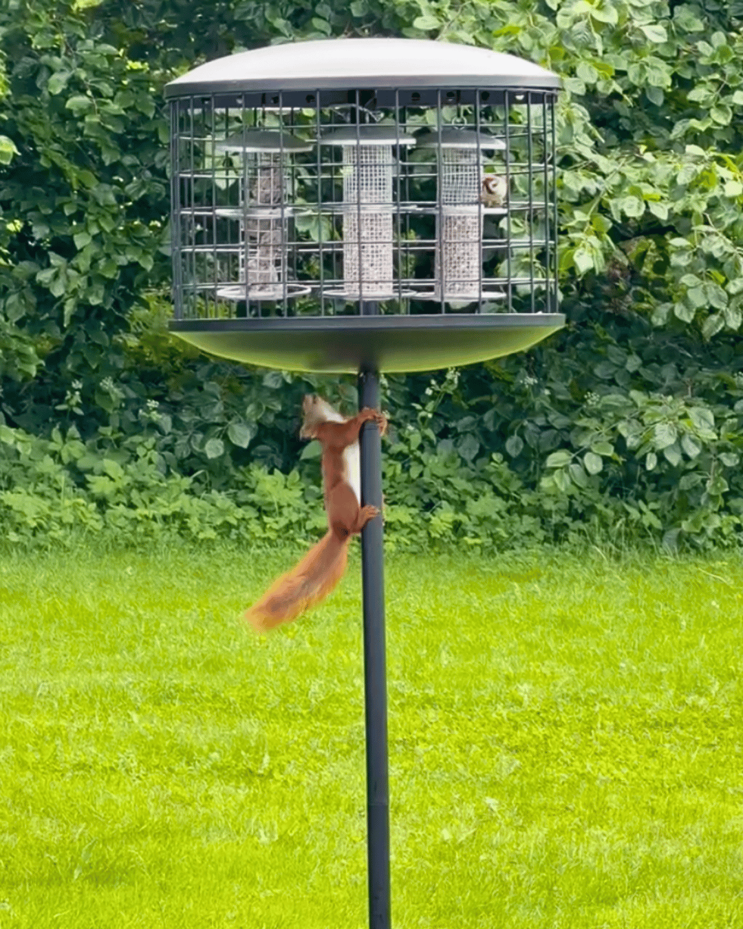 Rottesikret fuglehus (Forudbestilling juli)